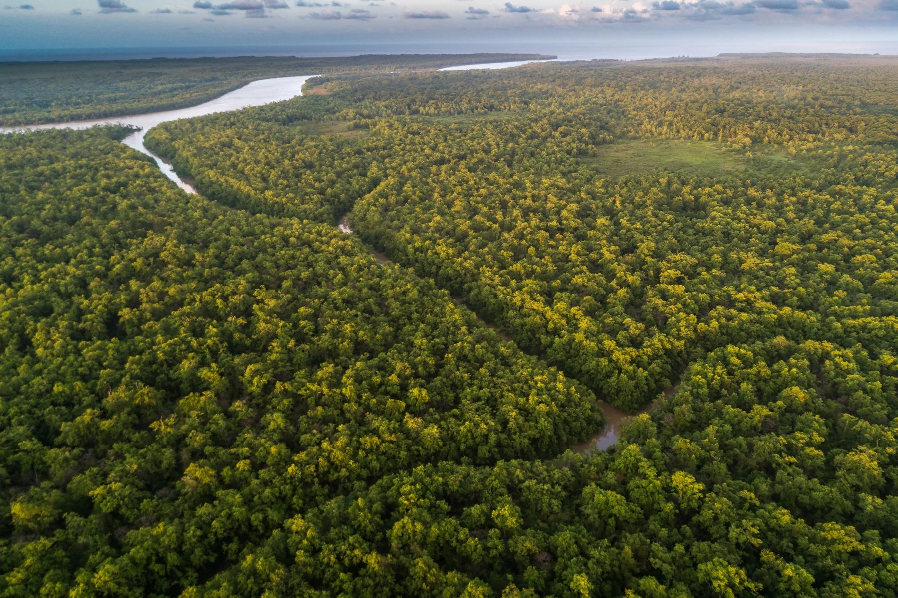 Aerial forest and winding river used as a reference for the Amazônia palette