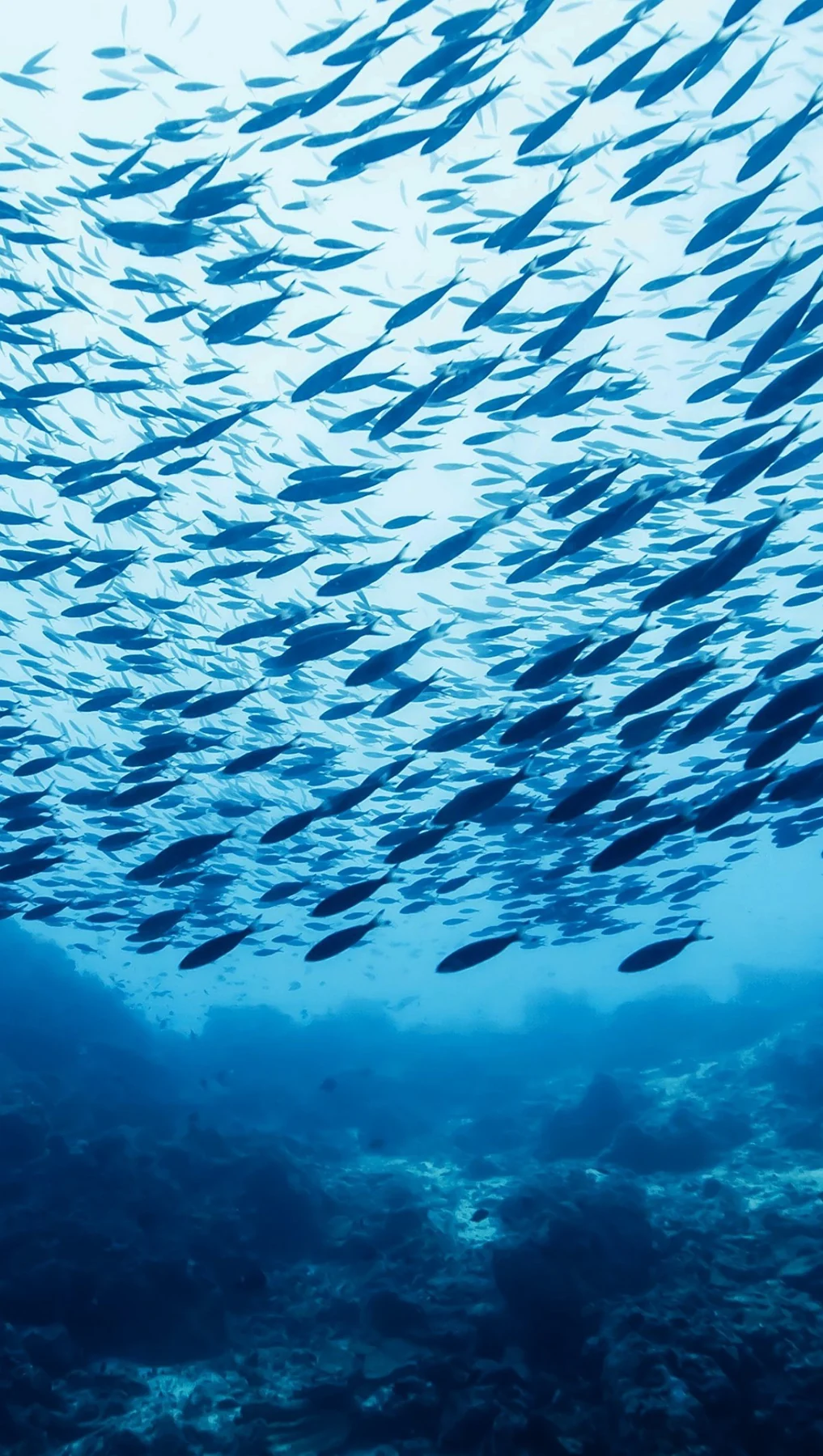 School of fish seen underwater, used as a blue colour and movement reference